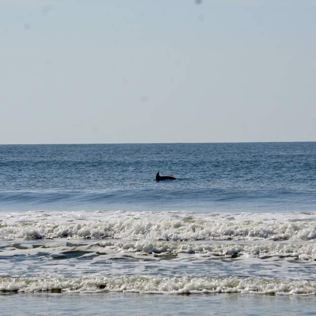 Decoding Dolphin Behavior