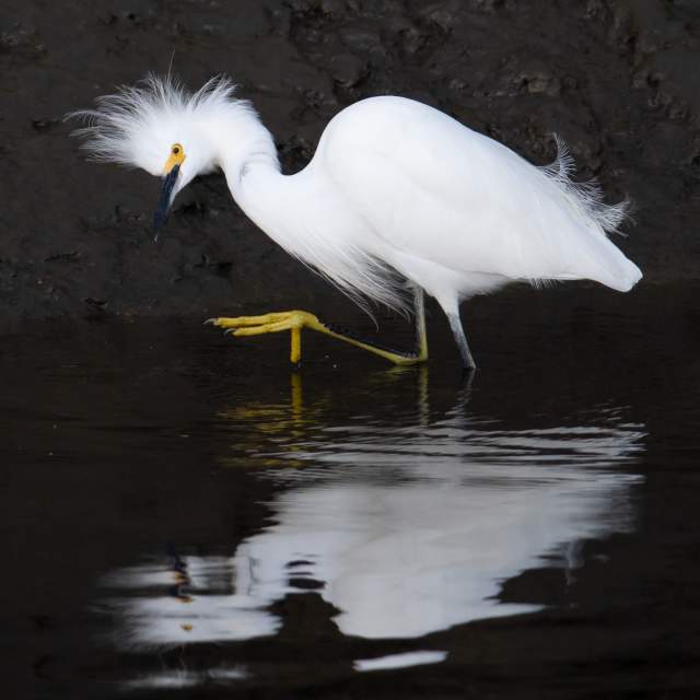 Bird Photography