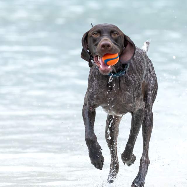 Dog Day Afternoon: James Island