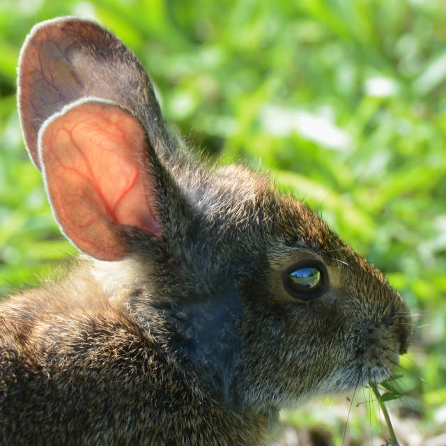 Homeschool in the Parks: Animal Trackers