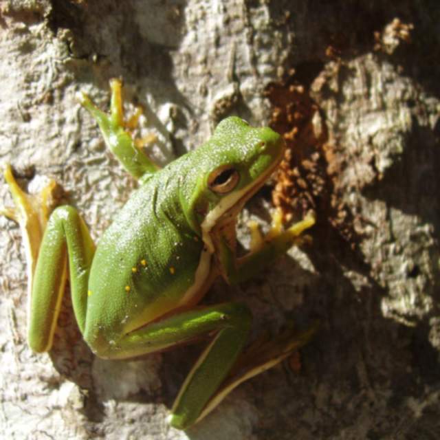 Frogs at Carvers Creek State Park