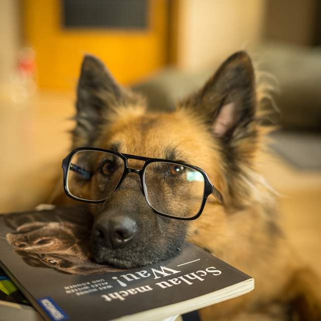 Paws for Reading