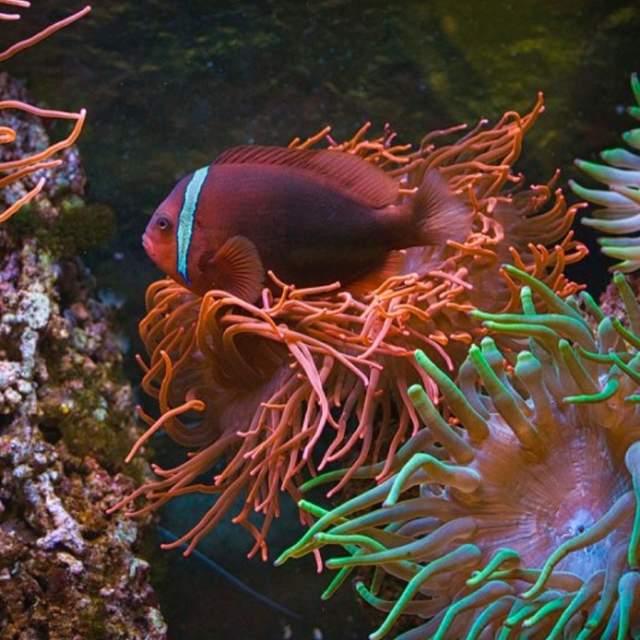 Terrific Tuesday: Creatures of the Deep