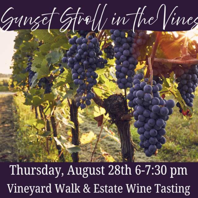 Sunset Stroll in the Vines