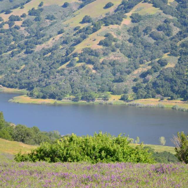 Coyote Lake - Harvey Bear Ranch County Park