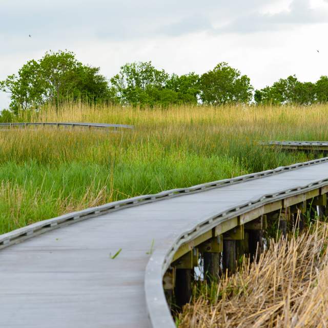 Wetland Walkway