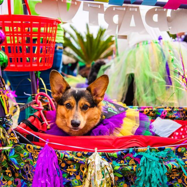 Krewe of Barkus Parade