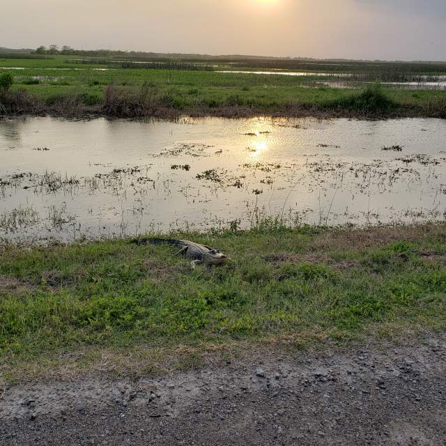 Pintail Wildlife Drive