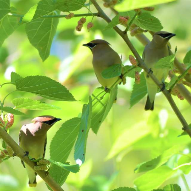 Peveto Woods Sanctuary