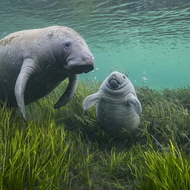 Sneak Peek of "Wildlife Photographer of the Year"