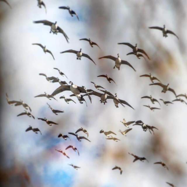 Maximum Waterfowling, LLC