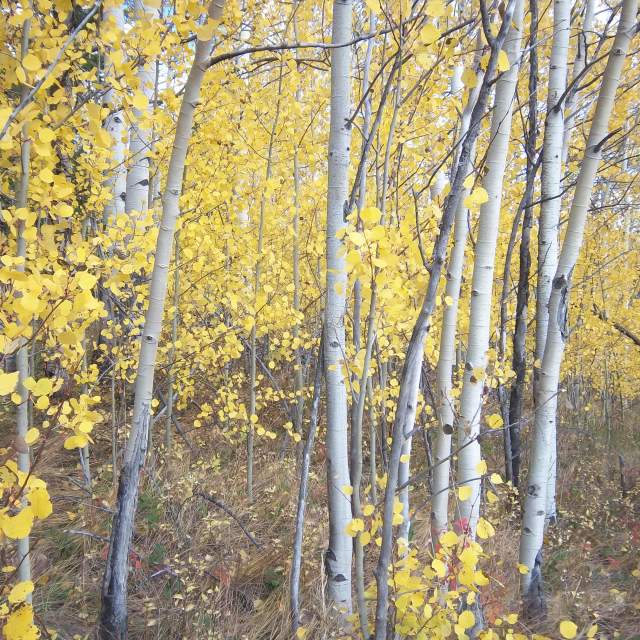 Hunter Peak Ranch