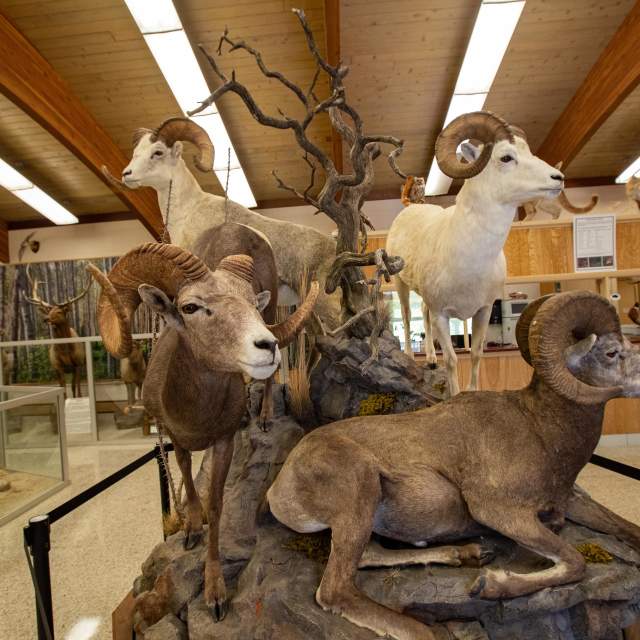 Werner Wildlife Museum