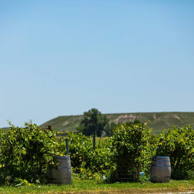 Table Mountain Vineyards