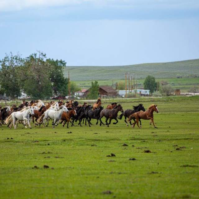 Wind River Wild Horse Sanctuary