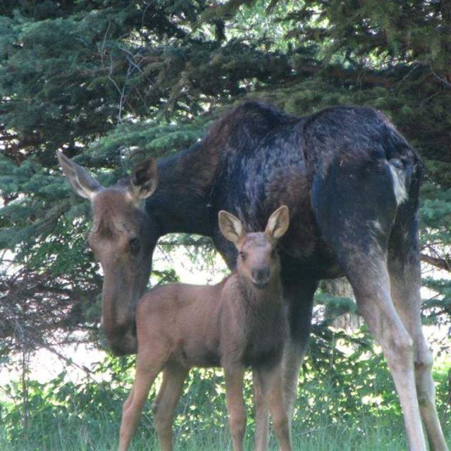 Teton Troutfitters Inc.