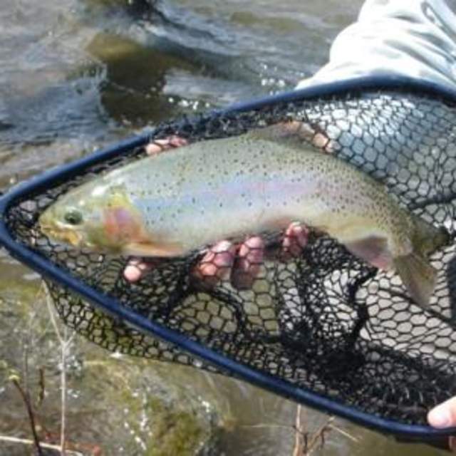 North Fork Anglers