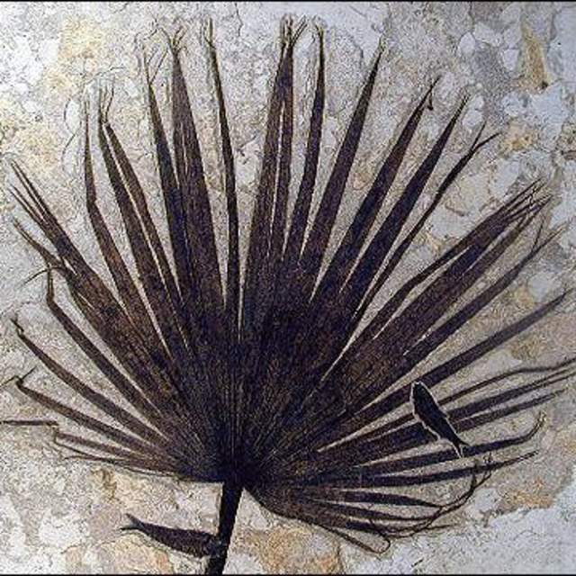 Ulrich's Fossil Gallery