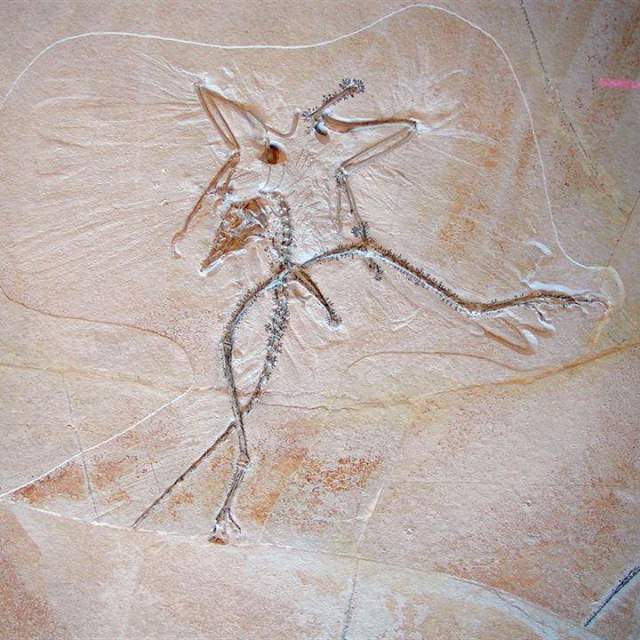 The Wyoming Dinosaur Center