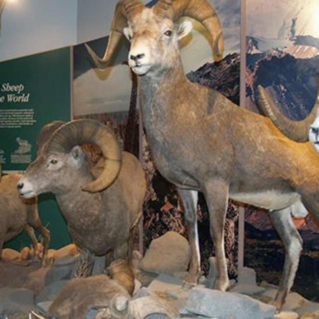 National Bighorn Sheep Center
