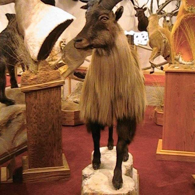 Weidner Wildlife Exhibit