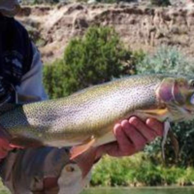 Four Seasons Anglers