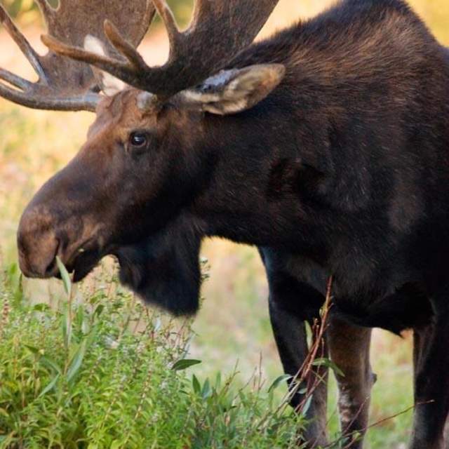 Jackson Hole Wildlife Safaris