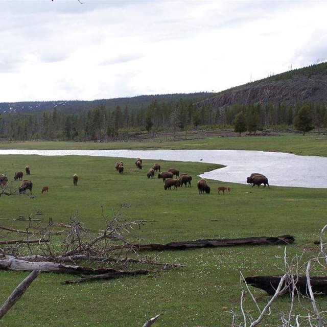 Fish the Fly Guide Service - Jackson Hole, WY