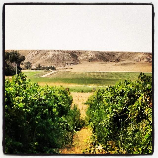 Pure Wyoming Wine - Table Mtn. Vineyards