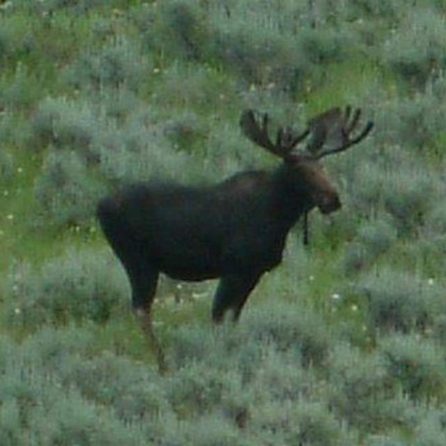 Elk View Inn