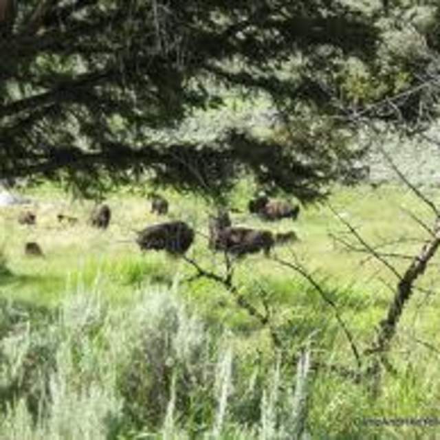 Slough Creek Campground