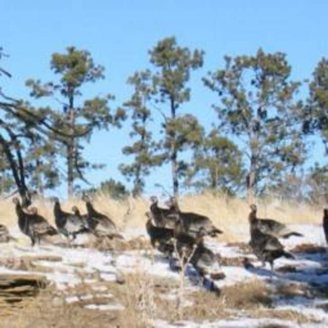 Wyoming Edge Outfitters