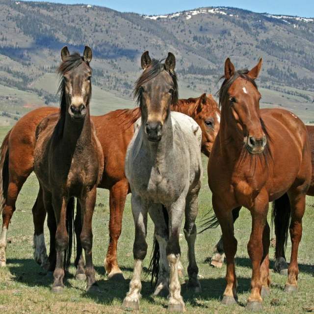 Deerwood Ranch Wild Horse EcoSanctuary