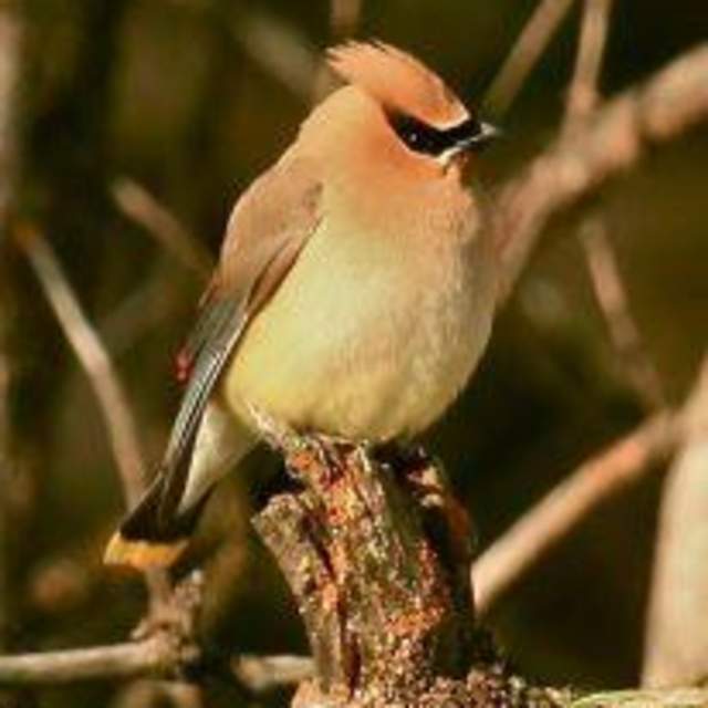 BrushBuck Guide Services