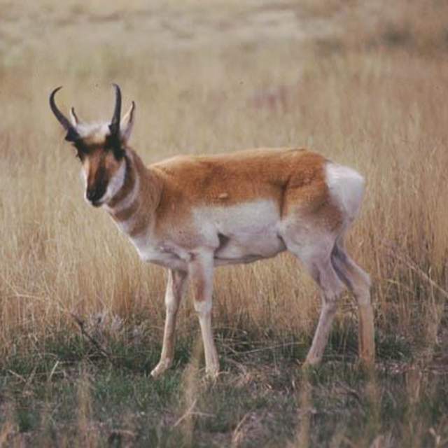 Wyoming Game & Fish Visitor Center - Casper