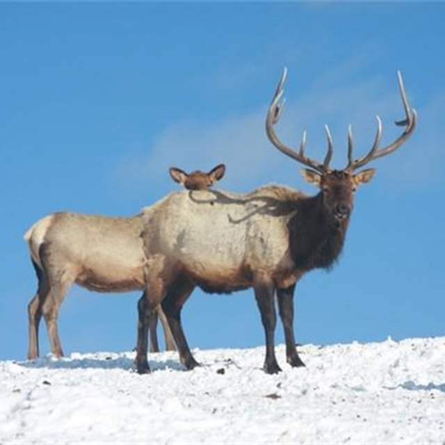 Bald Mountain Outfitters