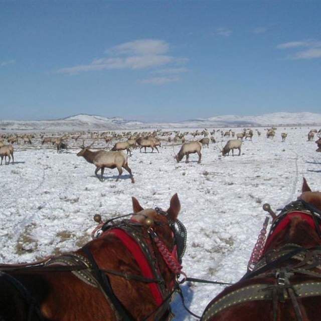 National Elk Refuge