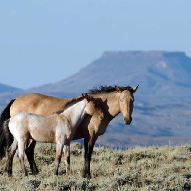 Pilot Butte Wild Horse Scenic Loop