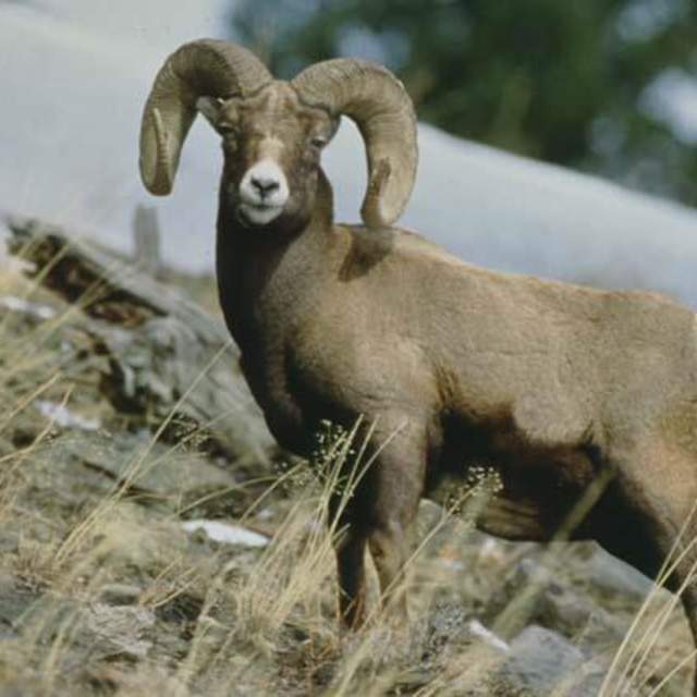 Wyoming Game & Fish Visitor Center - Sheridan