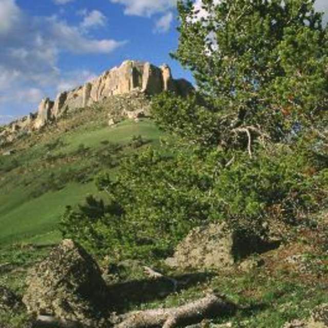 Shell Creek Campground - Bighorn National Forest