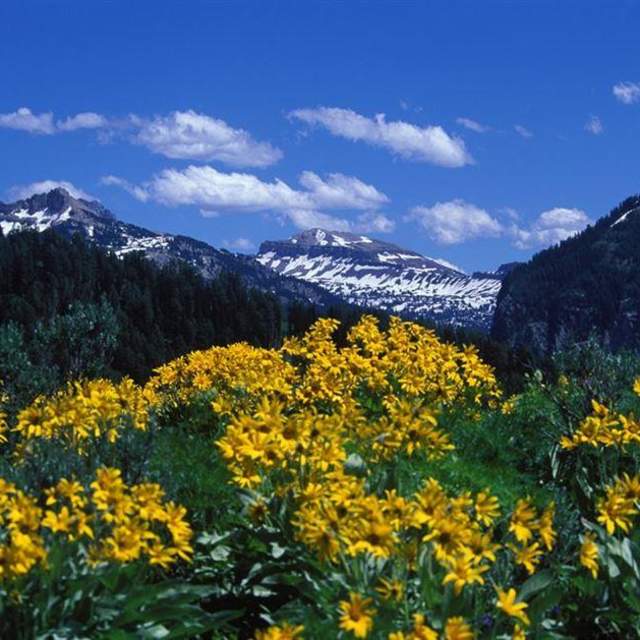 Teton Backcountry Guides