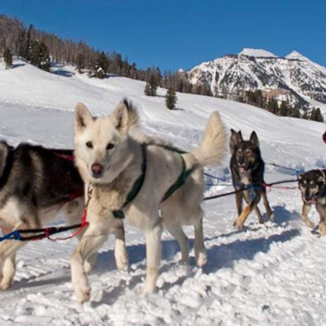 Jackson Hole Iditarod Sled Dog Tours