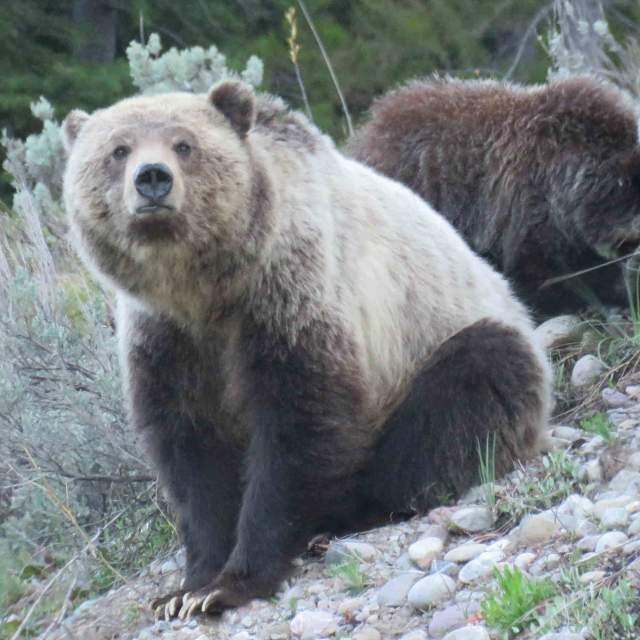 Yellowstone Day Tours