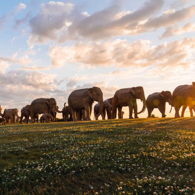 Blessing of the Elephants &#8211; Community Exhibition Opening
