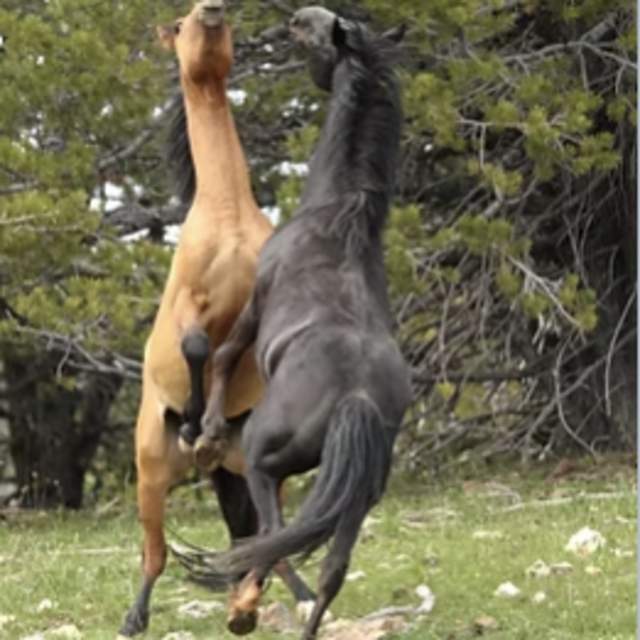 PryorWild