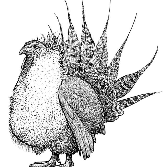 Sage Grouse Safari Upland Outfitter
