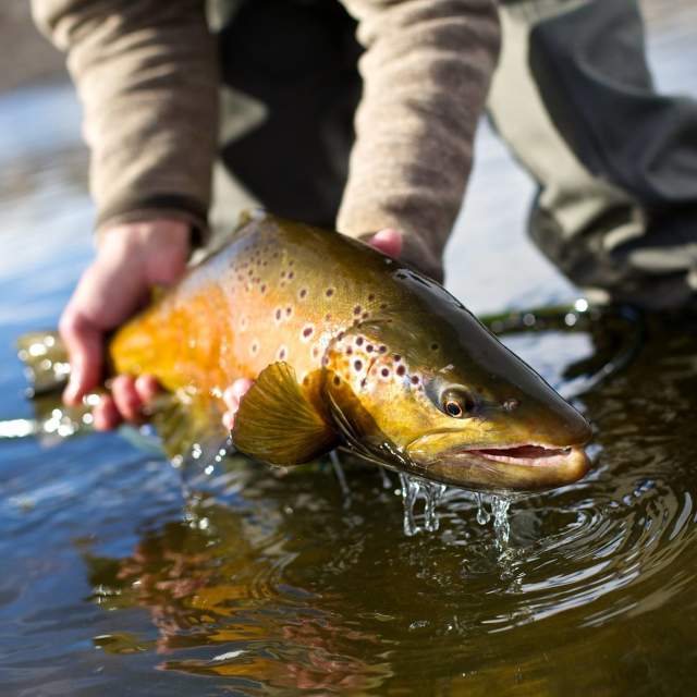 The Reef Fly Shop