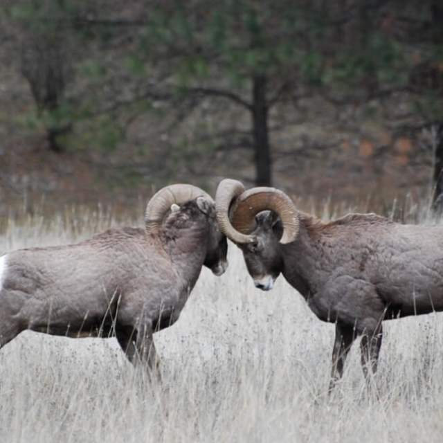 Cody to Yellowstone: Self-guided audio tour