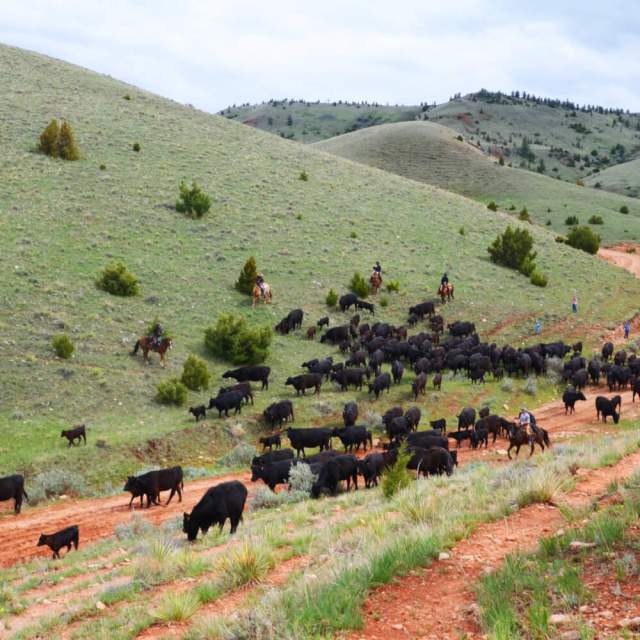 Dryhead Ranch