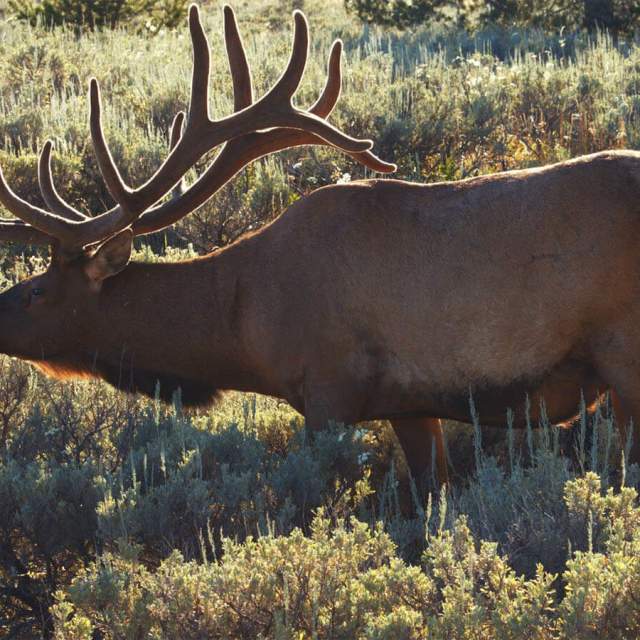 Thunder Ridge Outfitters